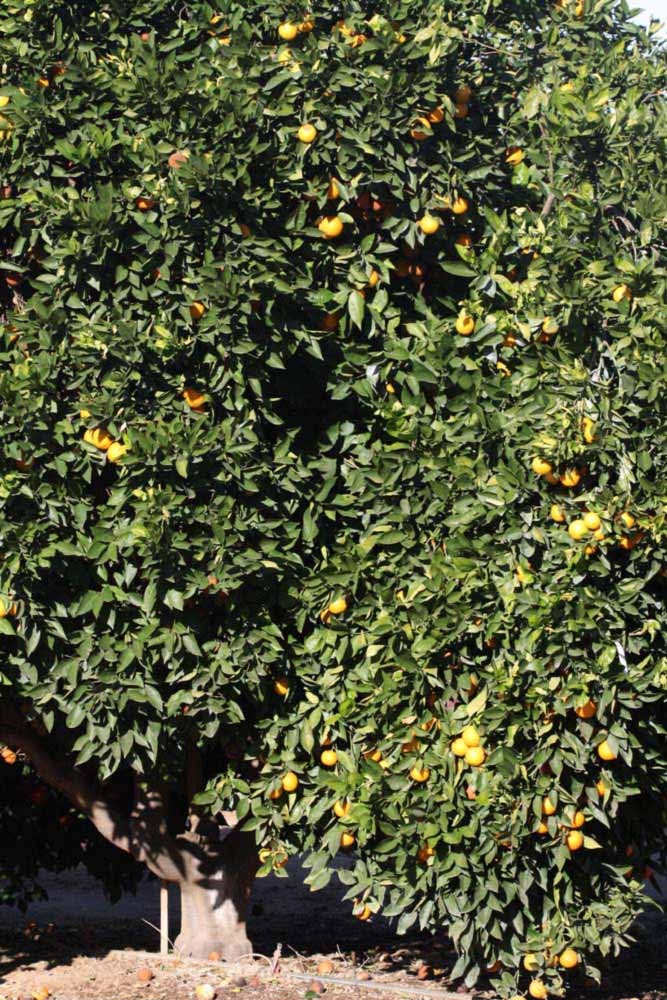              Habit (Riverside, CA)       